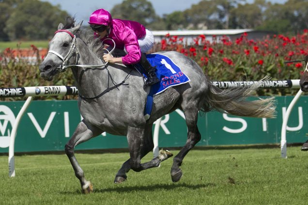 Amarina Farm (@amarina_farm) on Twitter photo #FunfactFriday
🦄This fun fact is about the wonderful #Catkins. On Sat the G2 Emancipation Stakes will be run <a href="/rosehillgardens/">Rosehill Gardens</a>
🏆Did you know... our <a href="/mmsnippets/">Magic Millions</a> grad Catkins won back-too-back Emancipation Stakes in 2014 & 2015?
Ingham Racing bought her for $85k & she won 15 races #FunfactFriday
🦄This fun fact is about the wonderful #Catkins. On Sat the G2 Emancipation Stakes will be run <a href="/rosehillgardens/">Rosehill Gardens</a>
🏆Did you know... our <a href="/mmsnippets/">Magic Millions</a> grad Catkins won back-too-back Emancipation Stakes in 2014 & 2015?
Ingham Racing bought her for $85k & she won 15 races