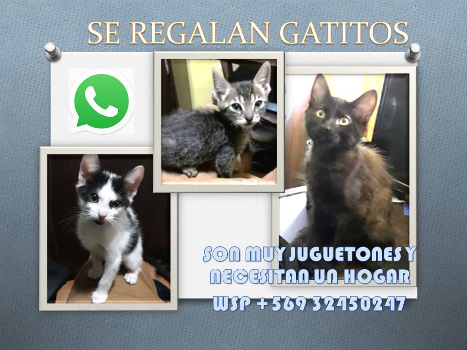 sir_corso's tweet photo. Se regalan gatitos 🐱 https://t.co/HyhaG6s6eg