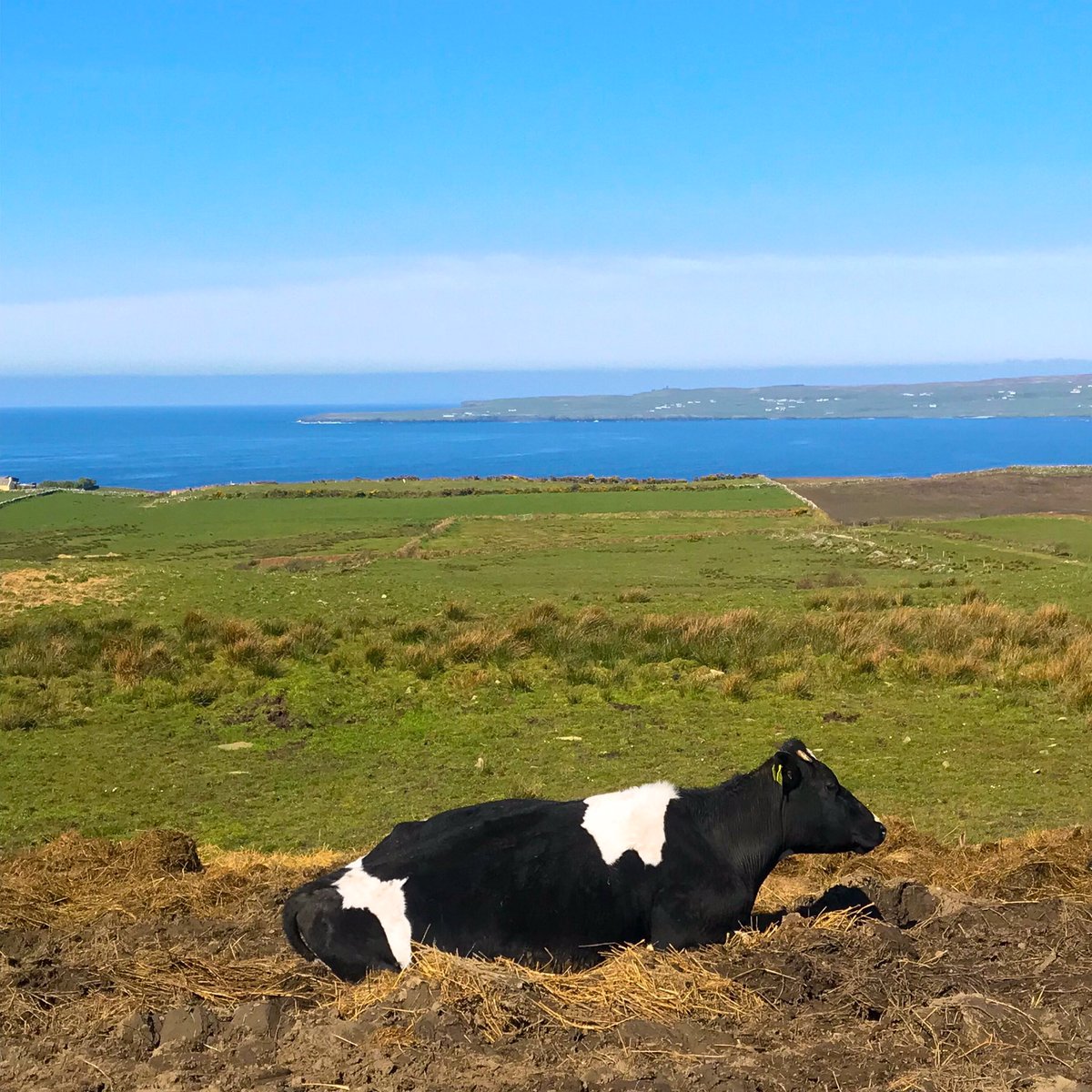 She seems quite happy with the view 🐄🌊☀️ #wildatlanticway #cliffsofmoher #liscannorbay #backyardviews #goodweatherspam