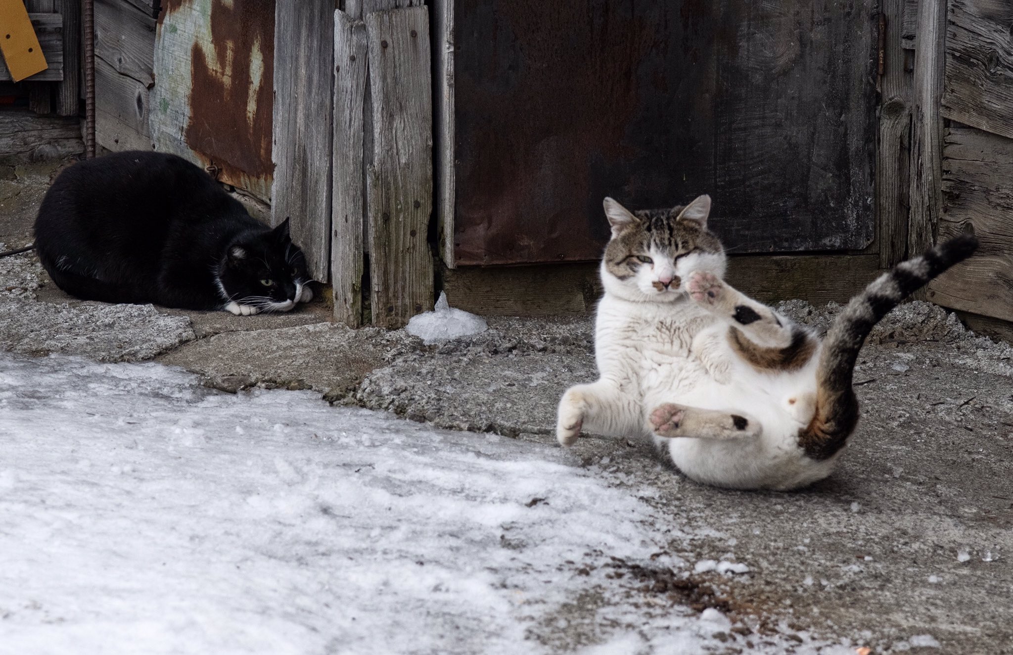 Twitter 上的 土肥美帆 写真集 みんなケンジを好きになる 発売中 顔デカ猫さん 5 オレ てっ転ぶ 道産子が雪の上で転ぶのは 恥だべや 明日から転ばないどー W ﾉﾞ 北に生きる猫 漁師さんの猫 なまら顔デカイ 顔デカ猫さん 糸目 北海道弁