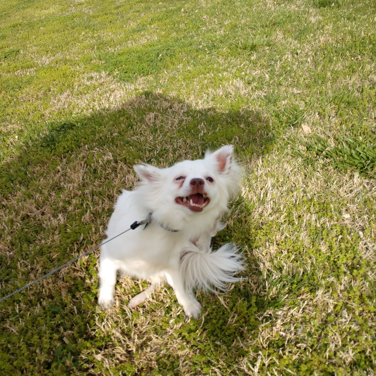 It's a park Day #fofythedog🦊