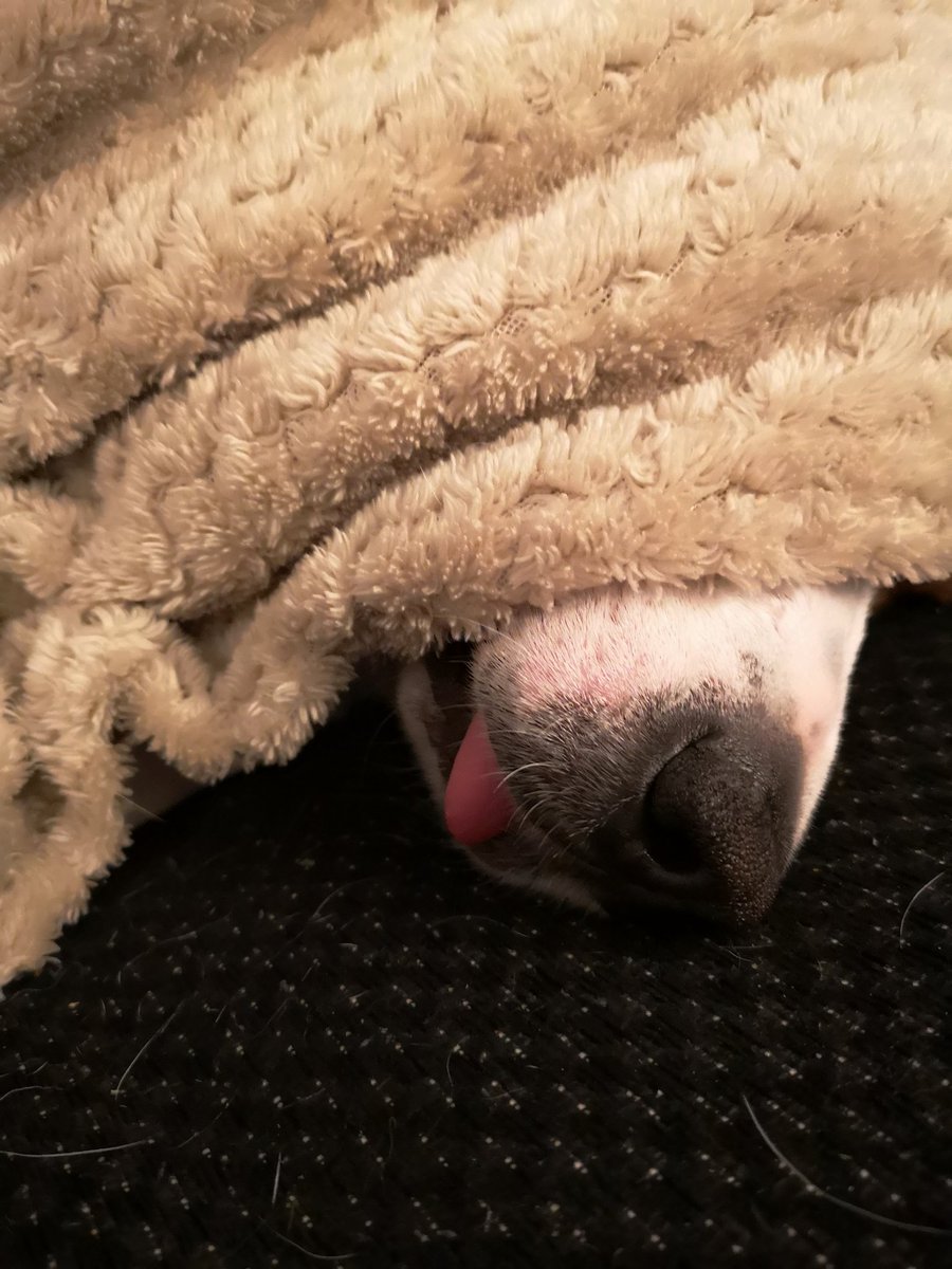 LazyBeaglePup's tweet photo. @madmills5b Mine does too 😂 x https://t.co/VLzvxL19cH