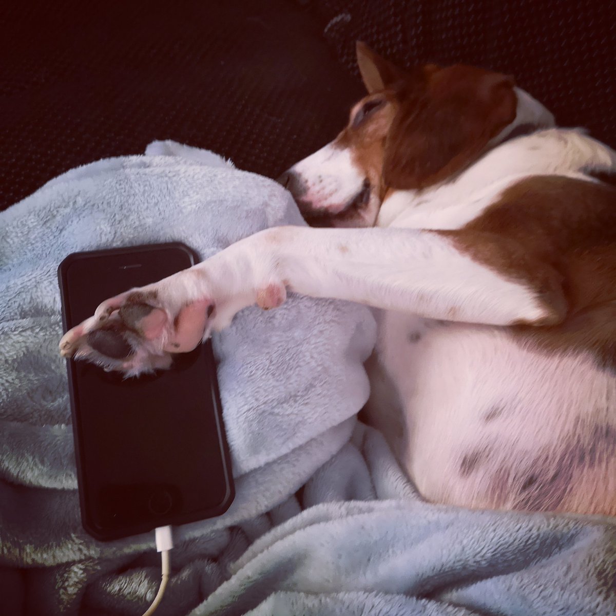 LazyBeaglePup's tweet photo. This social media lark is such hard work #Stevie #BeagleX #LazyPup https://t.co/uSDqXCZUwI