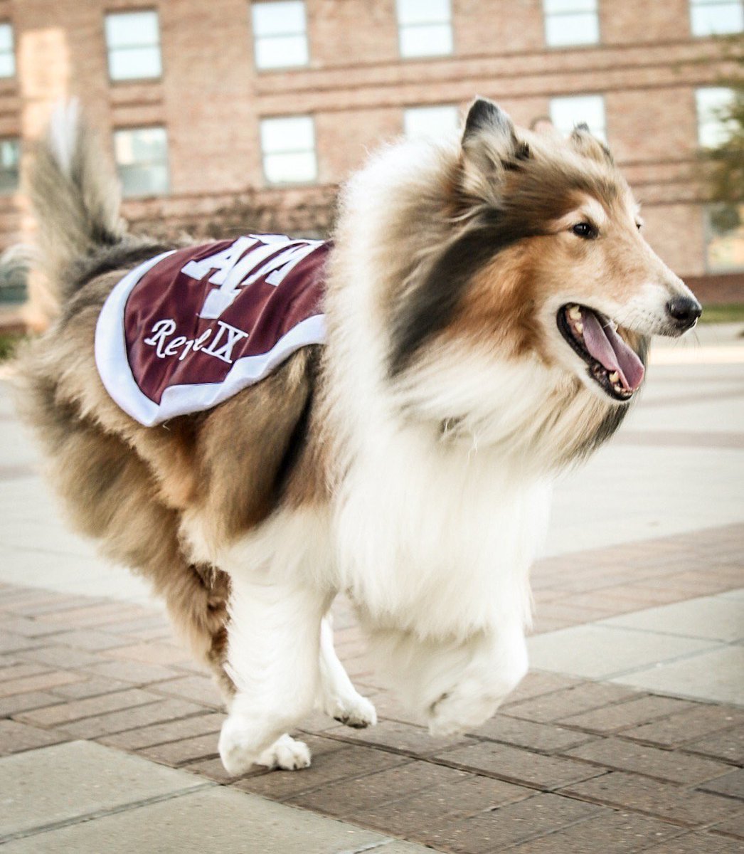TAMU's tweet photo. Mickey Grebe '19, also known as @ThePhodografur, spends his time photographing dogs when he's not in his @TAMUliberalarts classes! 

He even photographed the First Lady of Aggieland, @reveille! #tamu https://t.co/uodaqzyzZf