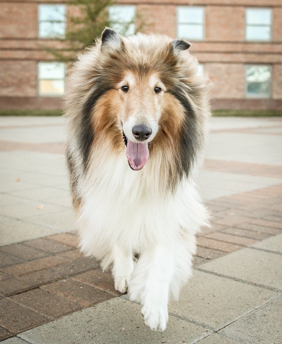 TAMU's tweet photo. Mickey Grebe '19, also known as @ThePhodografur, spends his time photographing dogs when he's not in his @TAMUliberalarts classes! 

He even photographed the First Lady of Aggieland, @reveille! #tamu https://t.co/uodaqzyzZf