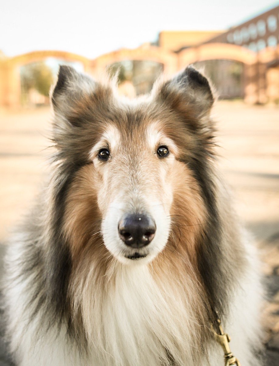 TAMU's tweet photo. Mickey Grebe '19, also known as @ThePhodografur, spends his time photographing dogs when he's not in his @TAMUliberalarts classes! 

He even photographed the First Lady of Aggieland, @reveille! #tamu https://t.co/uodaqzyzZf