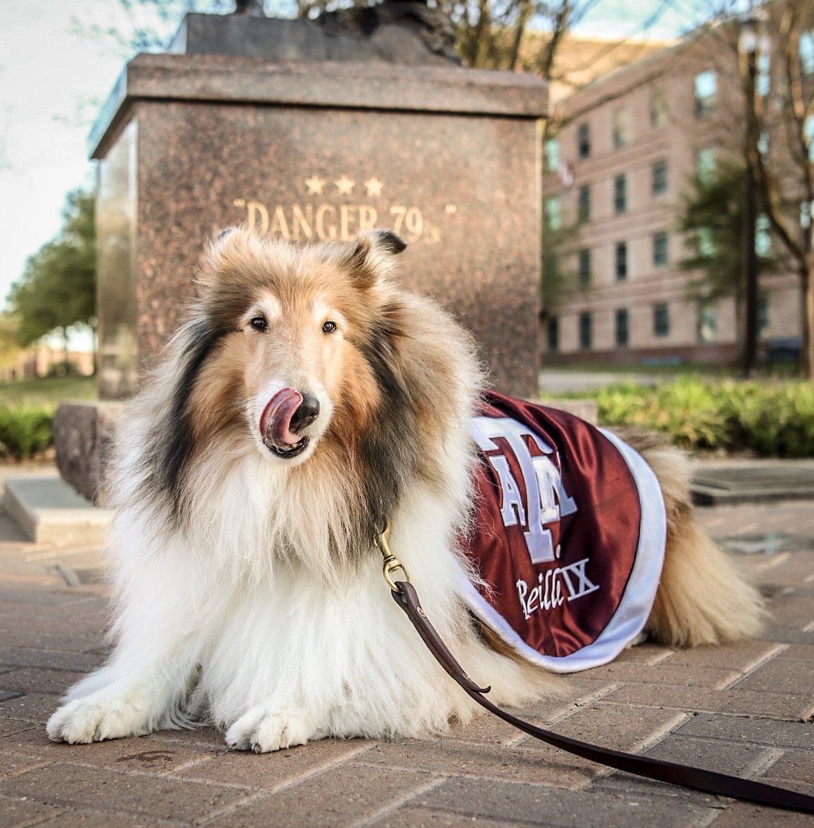 TAMU's tweet photo. Mickey Grebe '19, also known as @ThePhodografur, spends his time photographing dogs when he's not in his @TAMUliberalarts classes! 

He even photographed the First Lady of Aggieland, @reveille! #tamu https://t.co/uodaqzyzZf