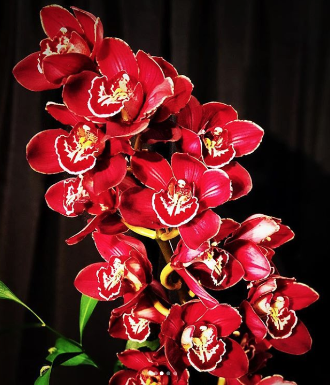 SBOrchidShow's tweet photo. Here's more orchid inspo from this year's show! #SBIOS #orchids #flowers #Awardwinning #color #red https://t.co/P4Ff6uVFCo