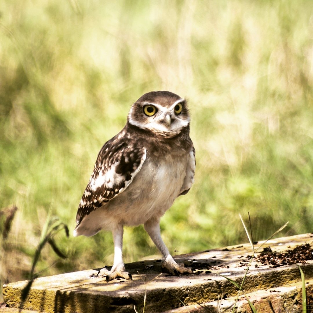 #owl #owly #owllover #barnowl #owllovers #owls #owllove #owlet #owlobsession #owlstagram_feature #owlcrate #screechowl #owl_feature #owltattoos #snowyowl #owlstagram #tawnyowl #eagleowl #owltattoo #owlnation #owlshirt #owldrawing #owlcollection #cuteowl #burrowingowl