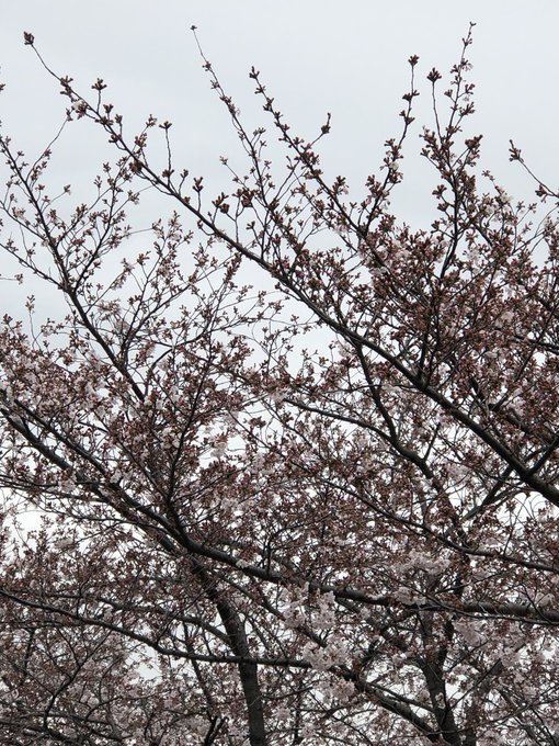 今朝のさくら 