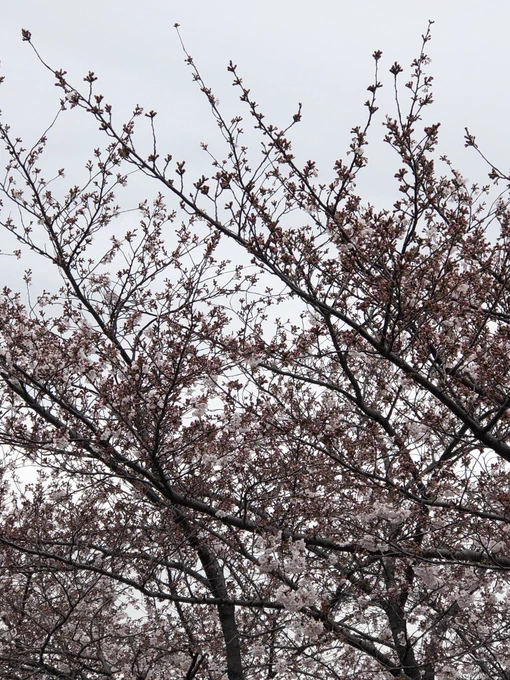 今朝のさくら 