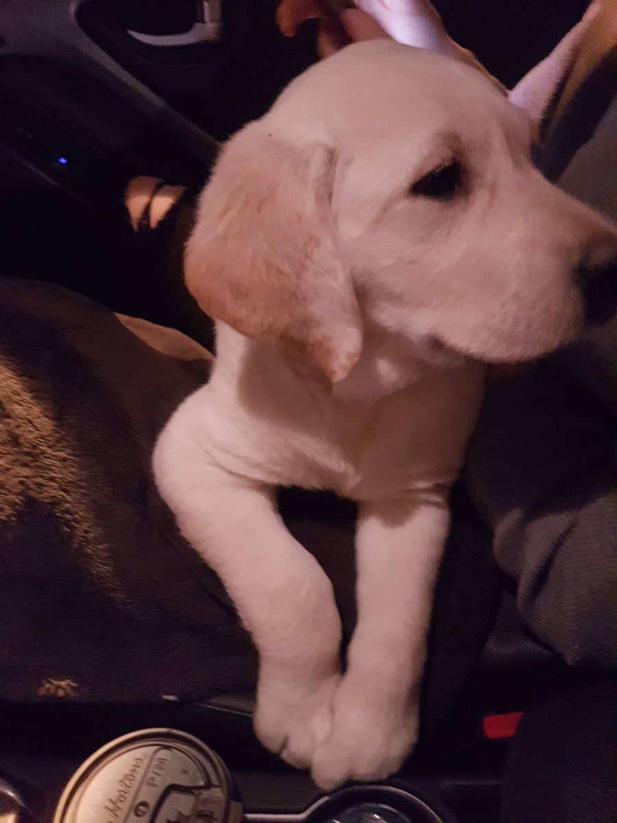 JayyStra's tweet photo. Welcome to the family luna 🐶🐶🐶 https://t.co/HWIpZJxKbn