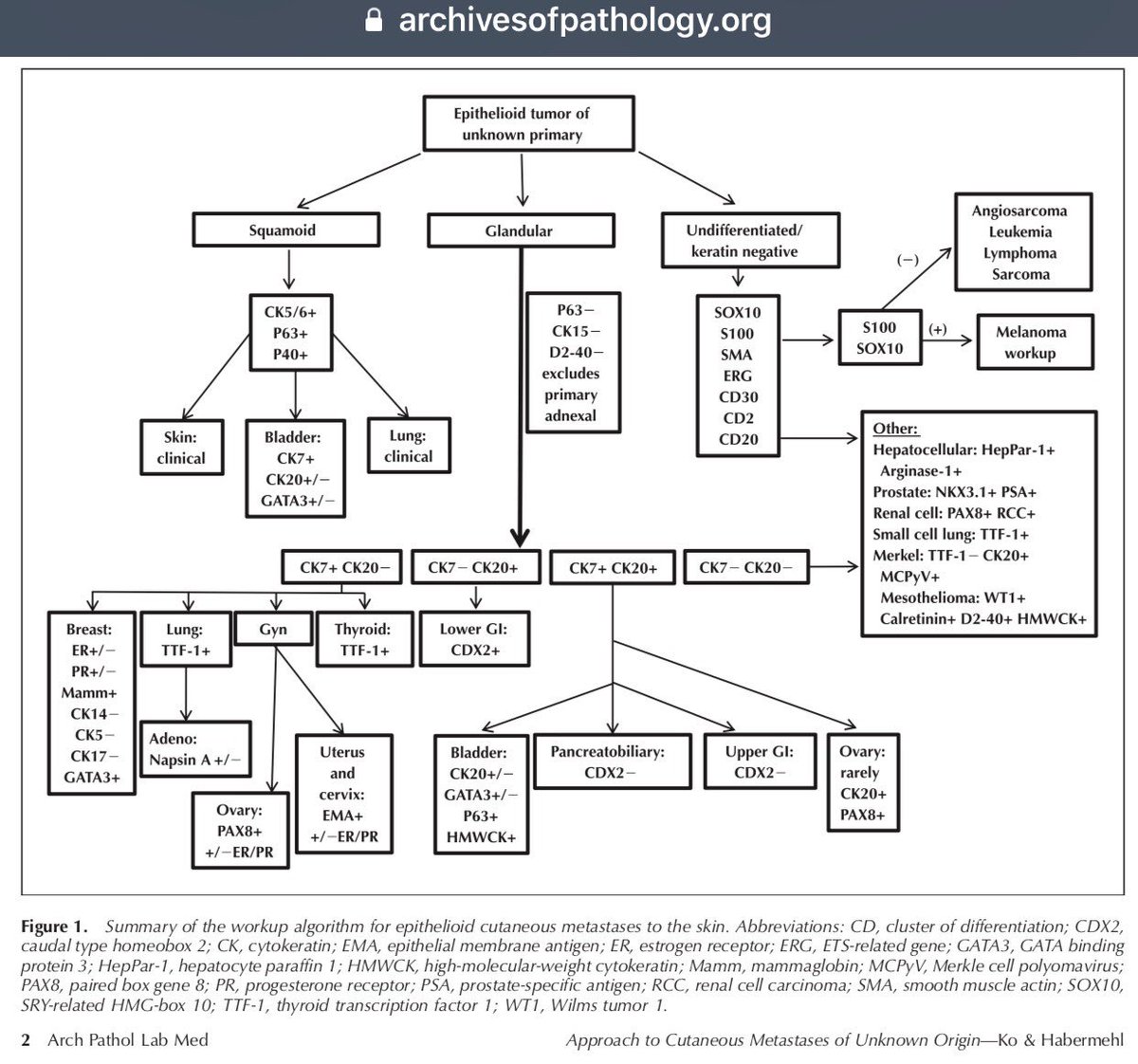 DermpathJC (@dermpathjc) on Twitter photo Too fantastic not to share. Workup algorithm for epithelioid cutaneous mets to the skin. #IHCpath Open access paper from <a href="/ArchivesPath/">Arch Pathol Lab Med</a> Link: doi.org/10.5858/arpa.2β¦ #dermpathJC #pathology #dermatology Too fantastic not to share. Workup algorithm for epithelioid cutaneous mets to the skin. #IHCpath Open access paper from <a href="/ArchivesPath/">Arch Pathol Lab Med</a> Link: doi.org/10.5858/arpa.2β¦ #dermpathJC #pathology #dermatology
