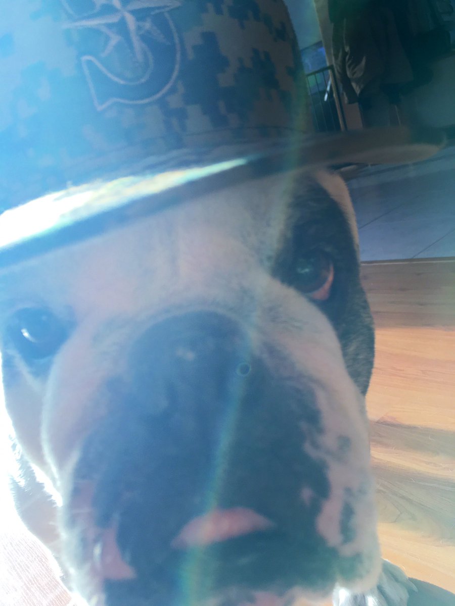 Damn, I’m handsome. Go M’s! <a href="/Mariners/">Seattle Mariners</a> ⚾️👏🏼 #bulldog #dogsoftwitter #OpeningDay2019 #seattlemariners #MarinersvsRedSox #TMobilePark #TrueToTheBlue