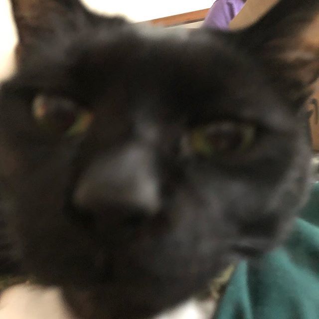 CurtisCChen's tweet photo. BOOP #latergram #tyecat #blurry https://t.co/edPY2Unamh