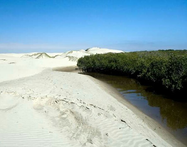 MilagrosdeMex's tweet photo. #EsDeGorditos y de todos tipos de personas visitar Comondú BCS 
Una zona rica en cultura y atractivos naturales imponentes paisajes desérticos que combinan con hermosos oasis, contrastando con las azules aguas del Mar de Cortés
#LosMilagrosDeMéxico
@TravelBajaSur #VisitBajaSur https://t.co/e14RRk0Ogy