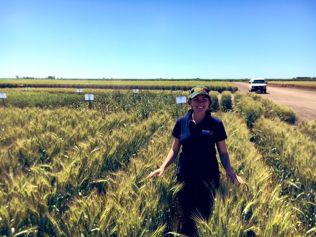 #bourlaug wheat <a href="/CIMMYT/">CIMMYT</a>. I'm looking forward to planting in a few months! 🌧🤞🏻A highlight of #NuffieldAg tour so far! #from1grain <a href="/GrainsResearch/">Grains Research Fnd</a>
