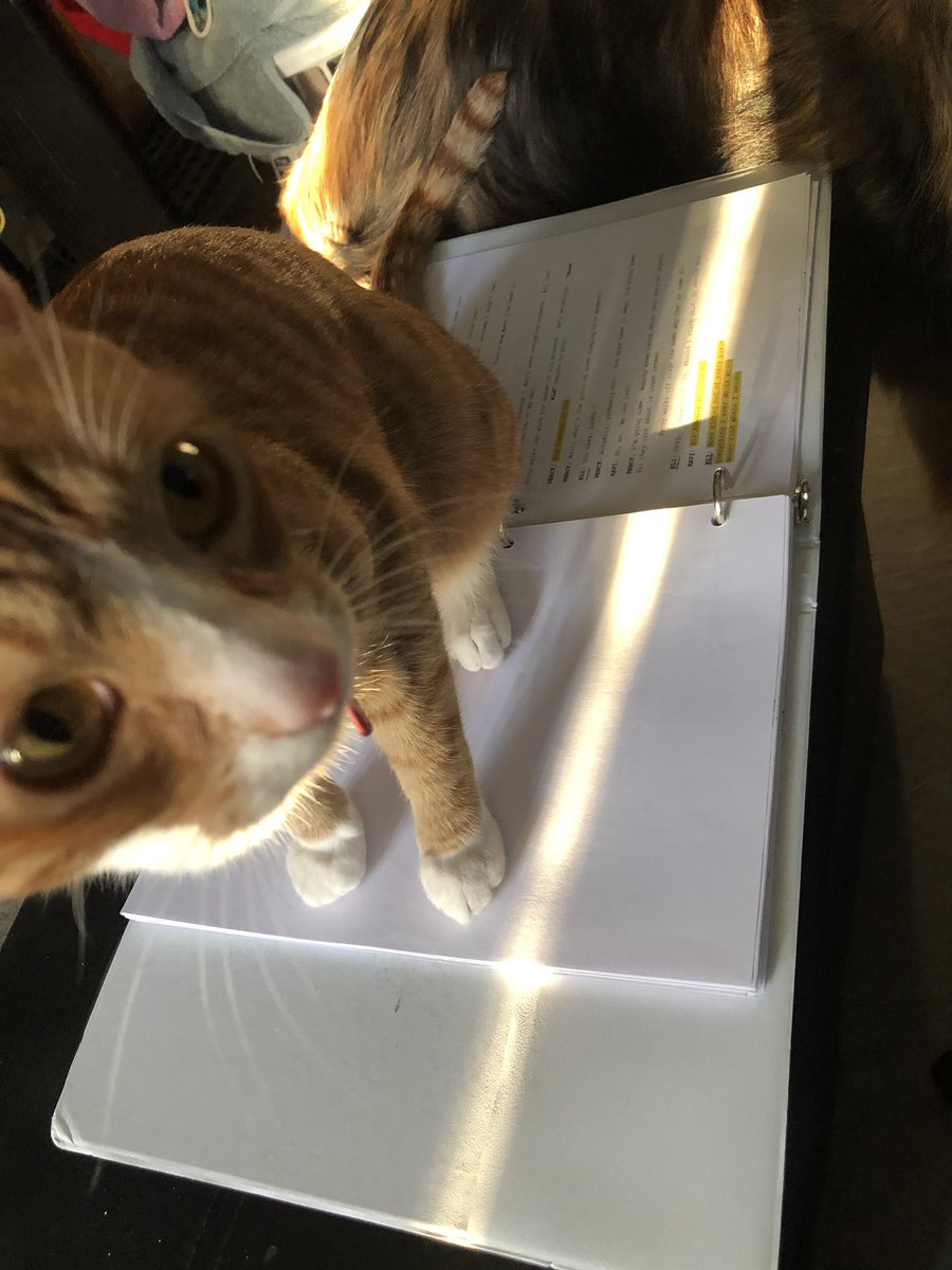 picklethe_cat's tweet image. Just helping out the 2 legged young person with her script #theater #runninglines #CatsofTwitter