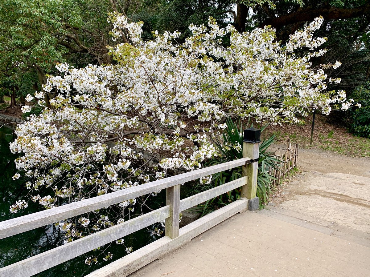浜離宮恩賜庭園 園内の オオシマザクラ 大島桜 がほぼ満開を迎えています 花木園橋の袂 中の御門や富士見山付近にあります 微かな香りがしますので ぜひ可憐な姿と共にお楽しみください ちなみに 花木園橋袂にあるものは少し変わった八重咲き