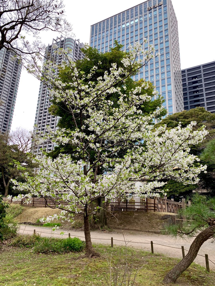 浜離宮恩賜庭園 園内の オオシマザクラ 大島桜 がほぼ満開を迎えています 花木園橋の袂 中の御門や富士見山付近にあります 微かな香りがしますので ぜひ可憐な姿と共にお楽しみください ちなみに 花木園橋袂にあるものは少し変わった八重咲き