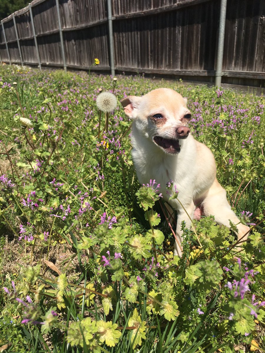MichaeltheChi's tweet photo. Happy ME Day! I’m gonna party like it’s my found day! ..Because it IS!!!
#foundday
#chihuahua
#doggiebirthday
#houstondogs https://t.co/dDmiljgRt3