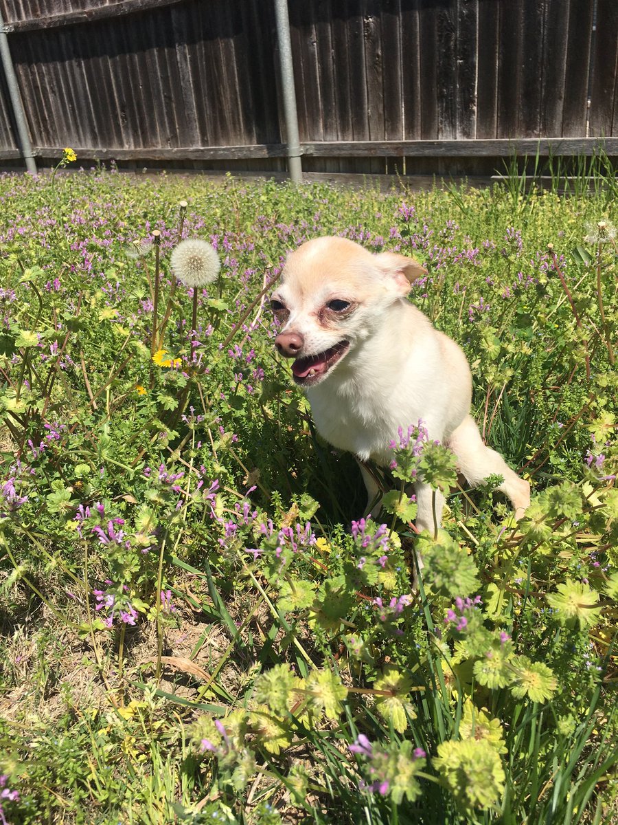 MichaeltheChi's tweet photo. Happy ME Day! I’m gonna party like it’s my found day! ..Because it IS!!!
#foundday
#chihuahua
#doggiebirthday
#houstondogs https://t.co/dDmiljgRt3