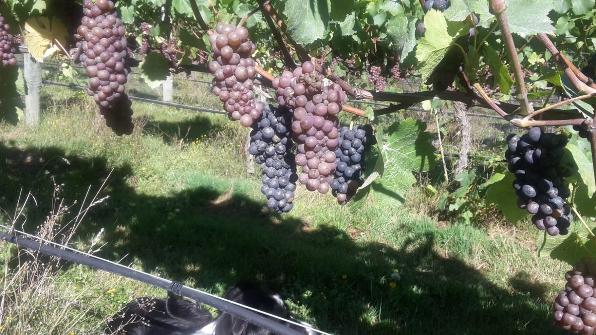 Harvest Watch🍇// Isn't nature amazing! This is a snap from André our vineyard manager. This is a single vine producing half pinot noir &amp; half pinot gris. PN &amp; PG are genetically identical (genotype) but show different physical properties (phenotype). Cool right! #nzwine #nzv19
