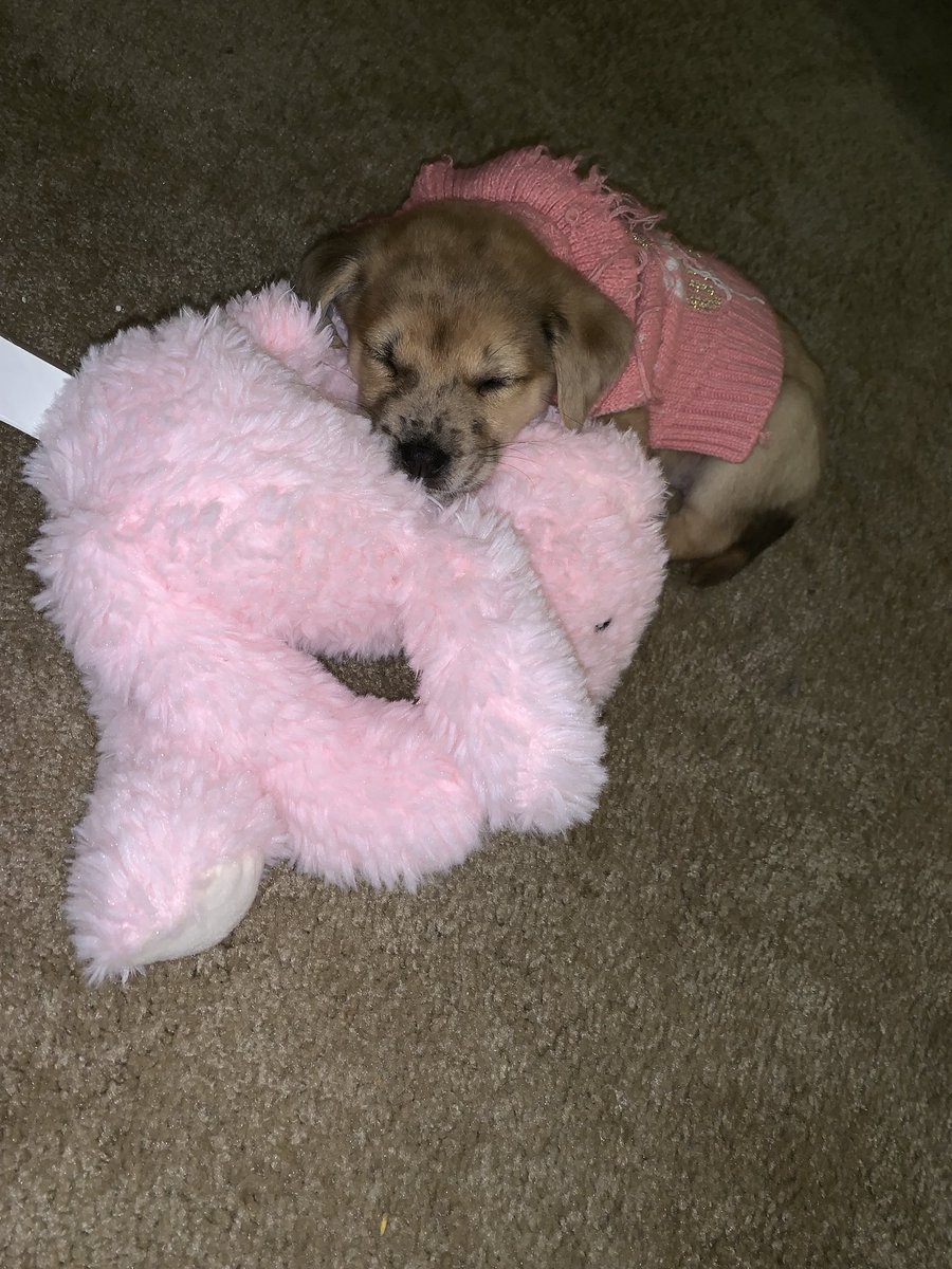 MARIASCULLY's tweet photo. Everyone meet Mabel our new foster pup!! She is the sweetest thing💕💕💕💕 https://t.co/4aOxPPFuWG