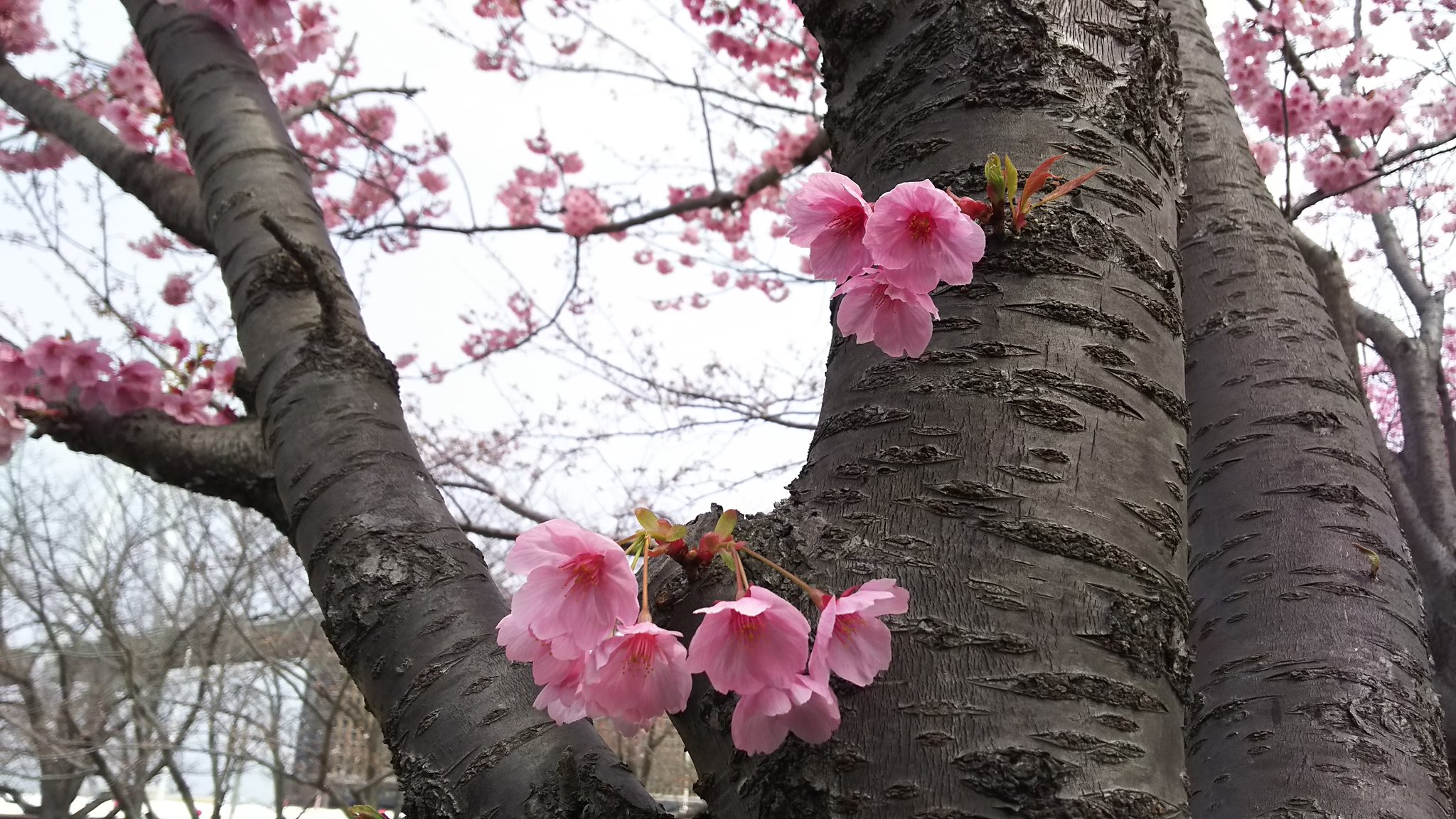 天保山公園の桜 天保山商店会 Tenpouzan0873 Twitter