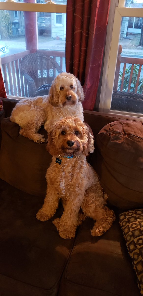 jenmarano's tweet photo. #suitedogs https://t.co/vry9RP8CnD