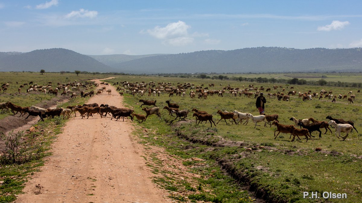 africanbioserv's tweet photo. Congratulations to #AfricanBioServices team members, led by @michielveldhuis, with their Science paper, detailing how disturbances along #Serengeti's peripheries have altered ecosystem dynamics @hanolff @tmorrison80 @jgchopcraft  https://t.co/1esGiyEI2V https://t.co/xZDoSEsAn6
