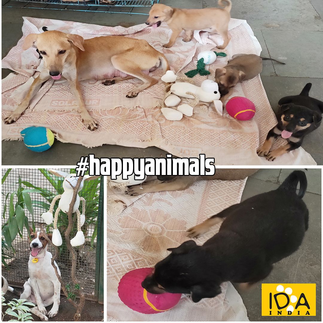 IDA_India's tweet photo. This Sunday, we had a nice surprise at our Deonar Centre. We had a visit frm David Foster who runs an NGO in the UK named @PlayForStrays. David brought in a large number of beautiful toys, all donated frm kind and generous people. 
https://t.co/0BqRZVnzq8 #IDAIndia #PlayForStrays https://t.co/o3zzvlef00