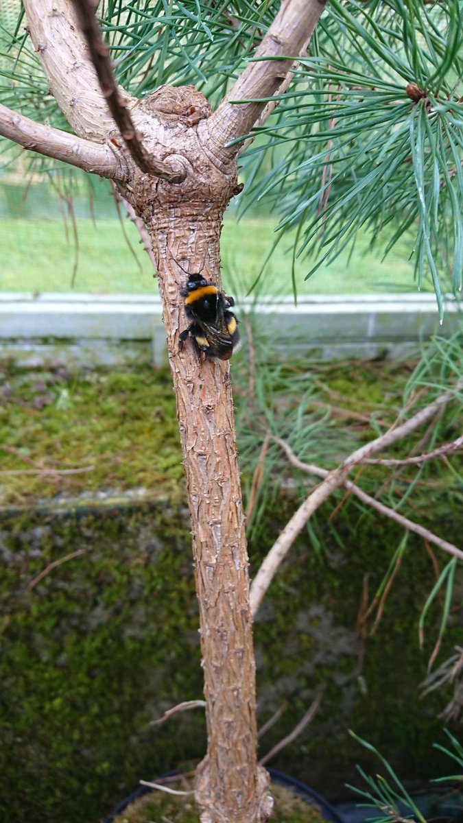Near got a bit of a sting this morning, this big fella was hiding out between Scots Pine #bees