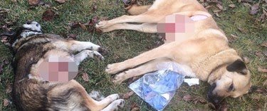 Mekke’ye fethe giderken yavrularını emziren köpeği görünce hayvan huzursuz olmasın diye koca ordunun yolunu değiştiren başına da bir bekçi koyan, kuşu öldü diye bir çocuğa taziyeye giden Peygamberin; Etrafı pisletiyor diye kuş ve köpek zehirleyen merhametten yoksun ümmeti olduk!