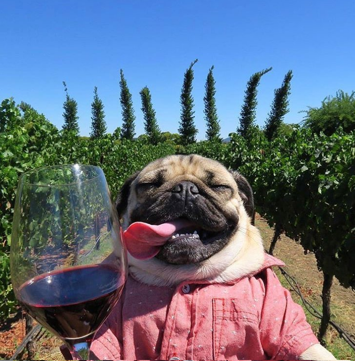 Nos encanta esta foto! 😀

#Winelovers #Vinos
