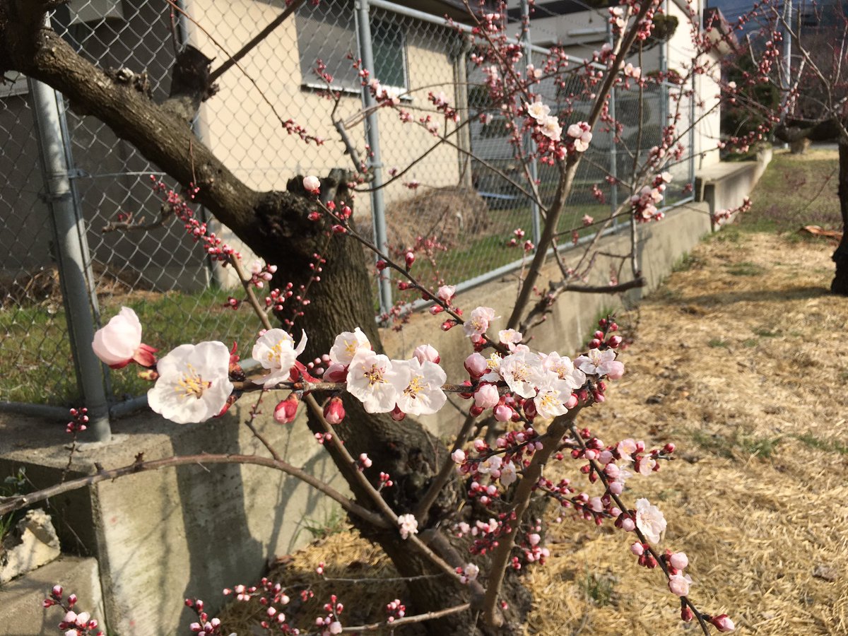 おいでよ千曲市 On Twitter 昨日開花宣言が発表されたあんずの里に行ってきたよ ほとんどの木がまだ蕾だったけど標高の低いところでは花が綺麗に咲いていたよ 明日からはあんずまつりと花さかフェスタも開催されるから みんなもあんずの里にお花見においでよ