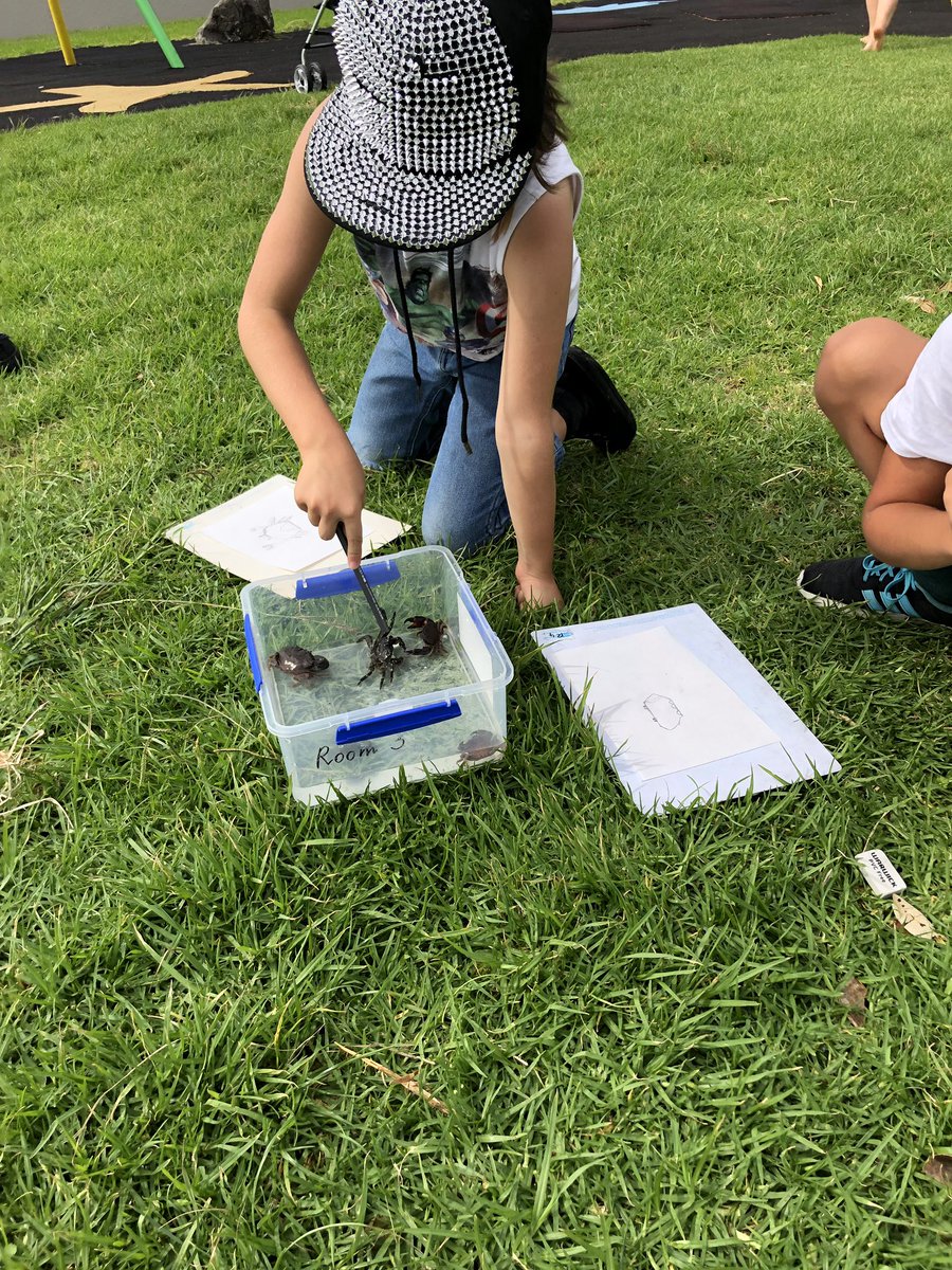 JadeMohrWhite's tweet image. Henry &amp;amp; I walked to the park today and happened across some local kids on a field trip. They were studying tide pool creatures &amp;amp; were so excited to share with us their drawings and what they were learning about the crabs and starfish 🦀⭐️ #getoutside #learnbyexperience