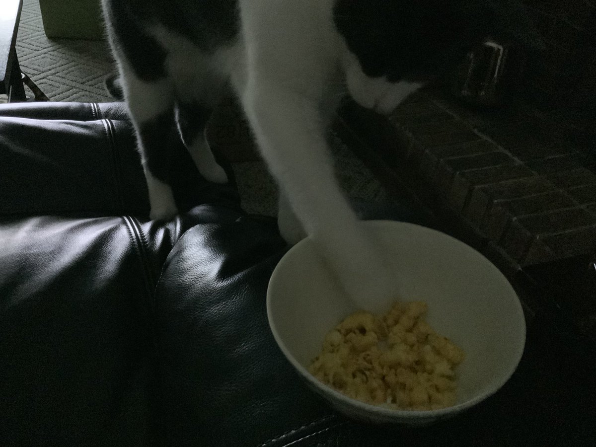 possiekitty's tweet image. Sharing safari snacks #safarilive