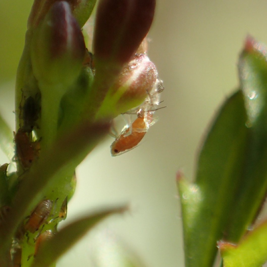 最高のアブラムシ 白い すべての美しい花の画像