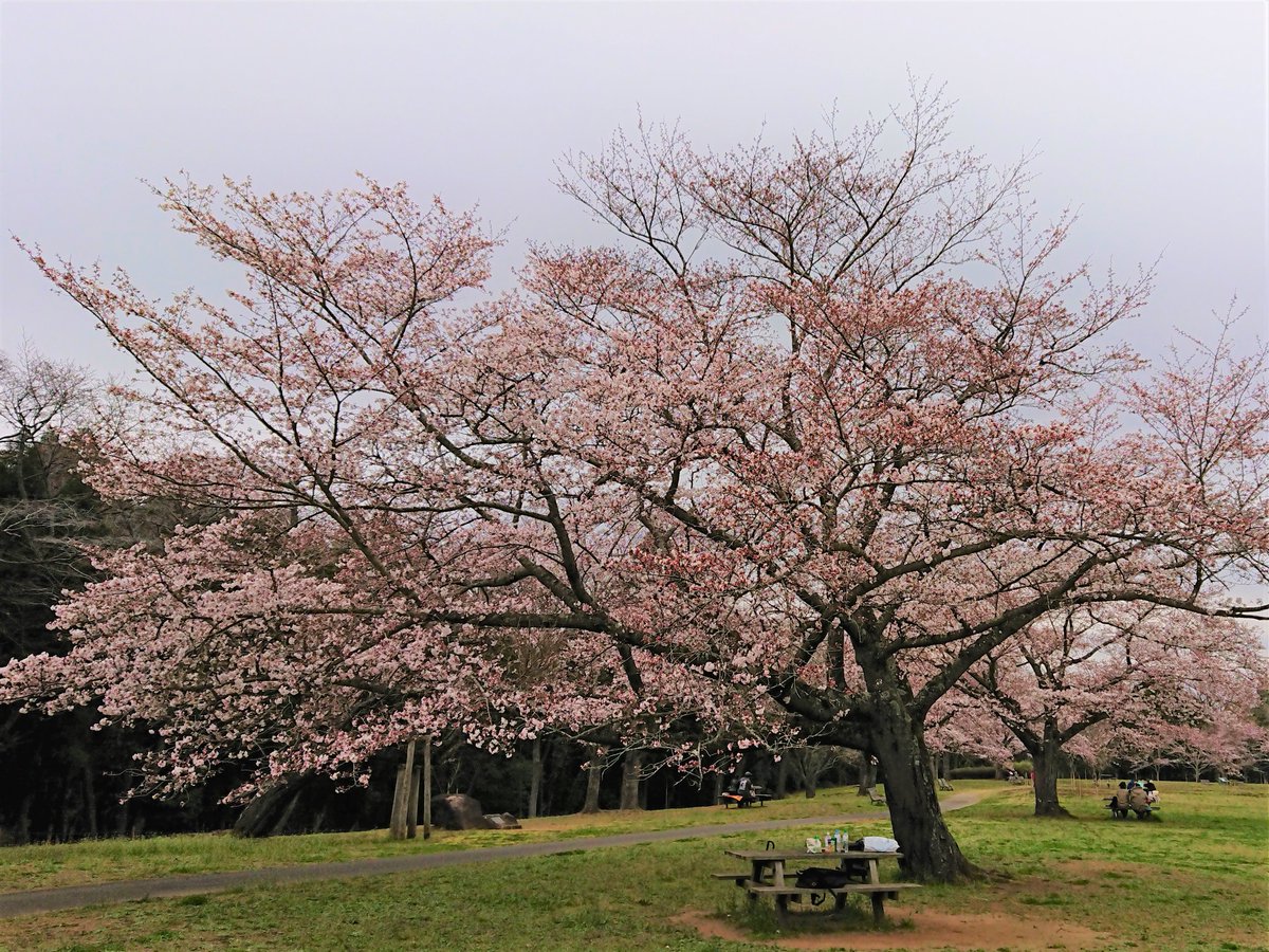 千葉の地域情報サイト まいぷれ千葉 公式 まいぷれ開花情報 泉自然公園の桜は七分咲きくらいだったよ 曇り空で寒かったけど お花見している人もちらほら D゚ 千葉の開花情報更新中 T Co Jwgkzdfcay 千葉の地域情報サイト まいぷれ千葉 公式 まいぷれ開花情報 泉自然公園の桜は七分咲きくらいだったよ 曇り空で寒かったけど お花見している人もちらほら D゚ 千葉の開花情報更新中 T Co Jwgkzdfcay