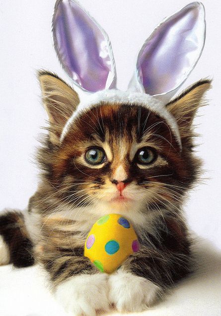 OneYFilms's tweet photo. ππ·ππ₯Only 22 Days Until Easter Sunday π₯ππ·π#HappySpring #ThinkEaster πβ¨ https://t.co/EW2njaHl1M
