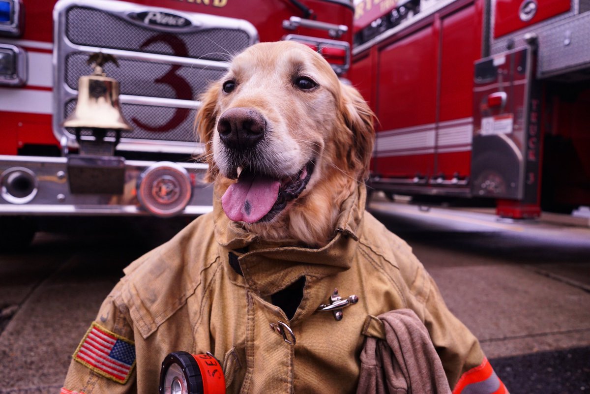 RustyRodas's tweet image. Oh what did you think I meant when I said I was a #rescuedog? 😂