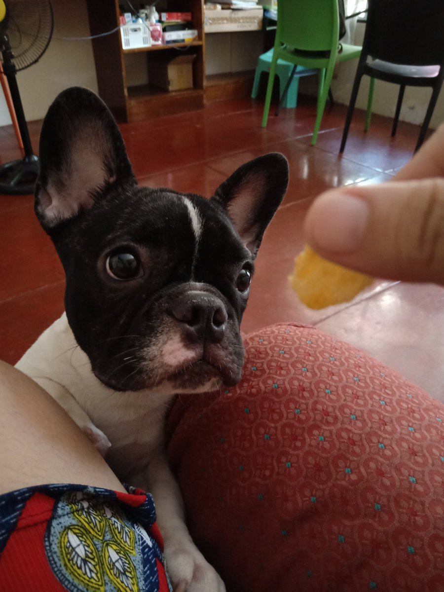 pochtwita's tweet photo. Wish I had this laser focus when studying 😭😭😭 #Tanggo #Frenchie https://t.co/1szqnsz3I3