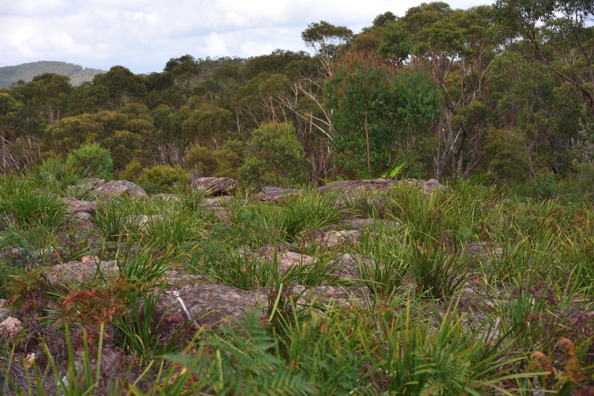 #scape366.com 088 - Native #grasses, at the #lookout located to the south end of the #upperpicnicarea, thriving in the #rocky ground above the #cordeauxdam. Nestled in this lush #forest, are several historic gardens and lovely #picnicareas to complete the dam grounds #naturescape