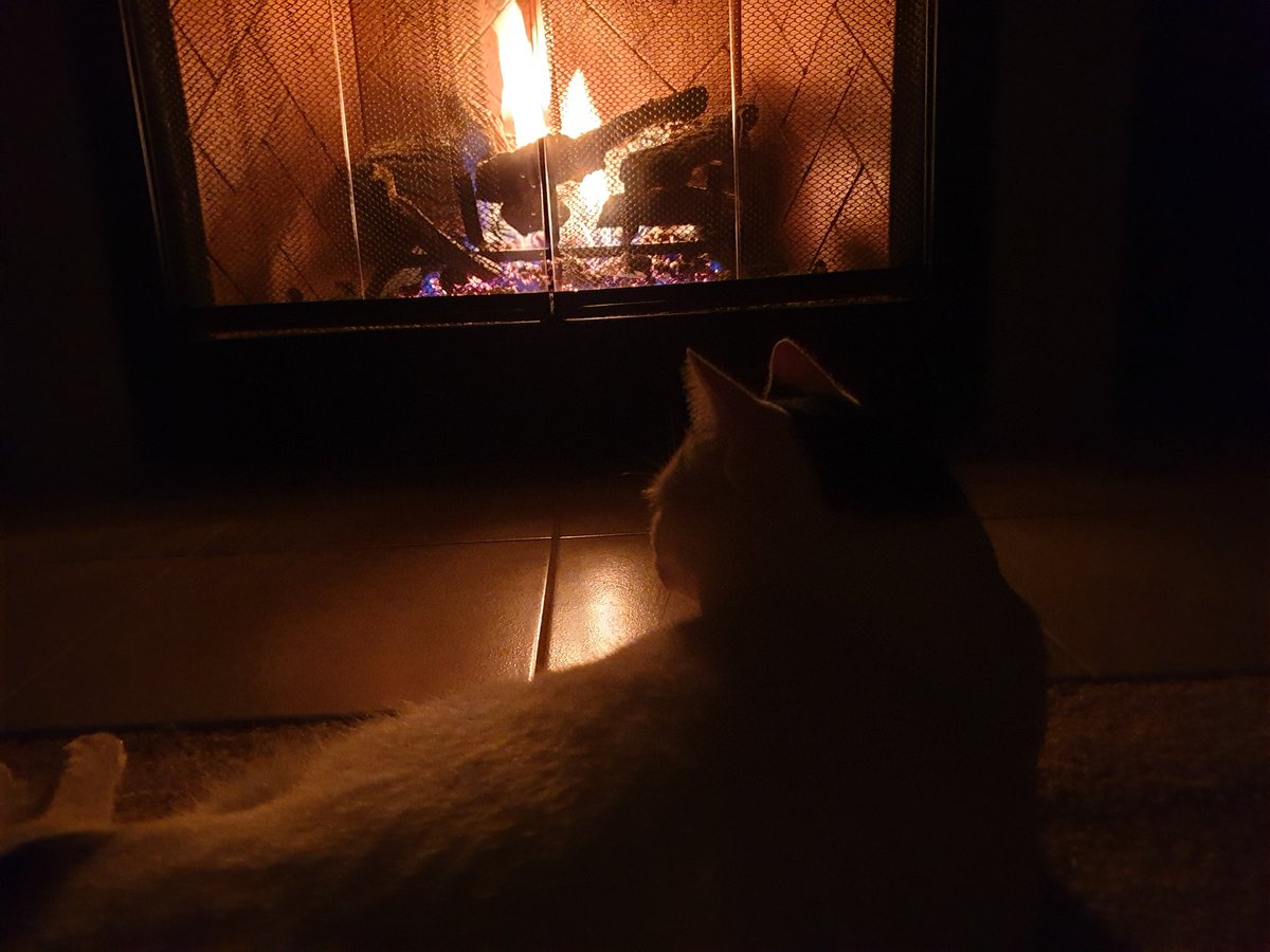CloudnLuna's tweet photo. Warm, romantic night by the fire. Just chasing away the last of the winter chills and looking for some cuddles 💕💕
#CatsOfTwitter #lunathecat https://t.co/FgORqWmbwC