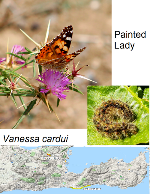 cretenaturalist's tweet photo. @WorldFogWatch Spectacular Spring, Painted Ladies on the march, Back from the dead, Rocket salad and How to make a Pinning Board #CreteNature: https://t.co/orMaimw895 https://t.co/hhB94ZSiU9