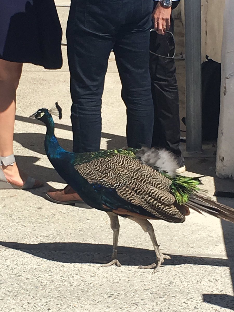 SolankiKay's tweet photo. It’s not a Rottest Forum without guest appearance from the resident peacock trying to get a piece of the networking! #rottoforum19 @AICDirectors https://t.co/1ti0jlfU0H