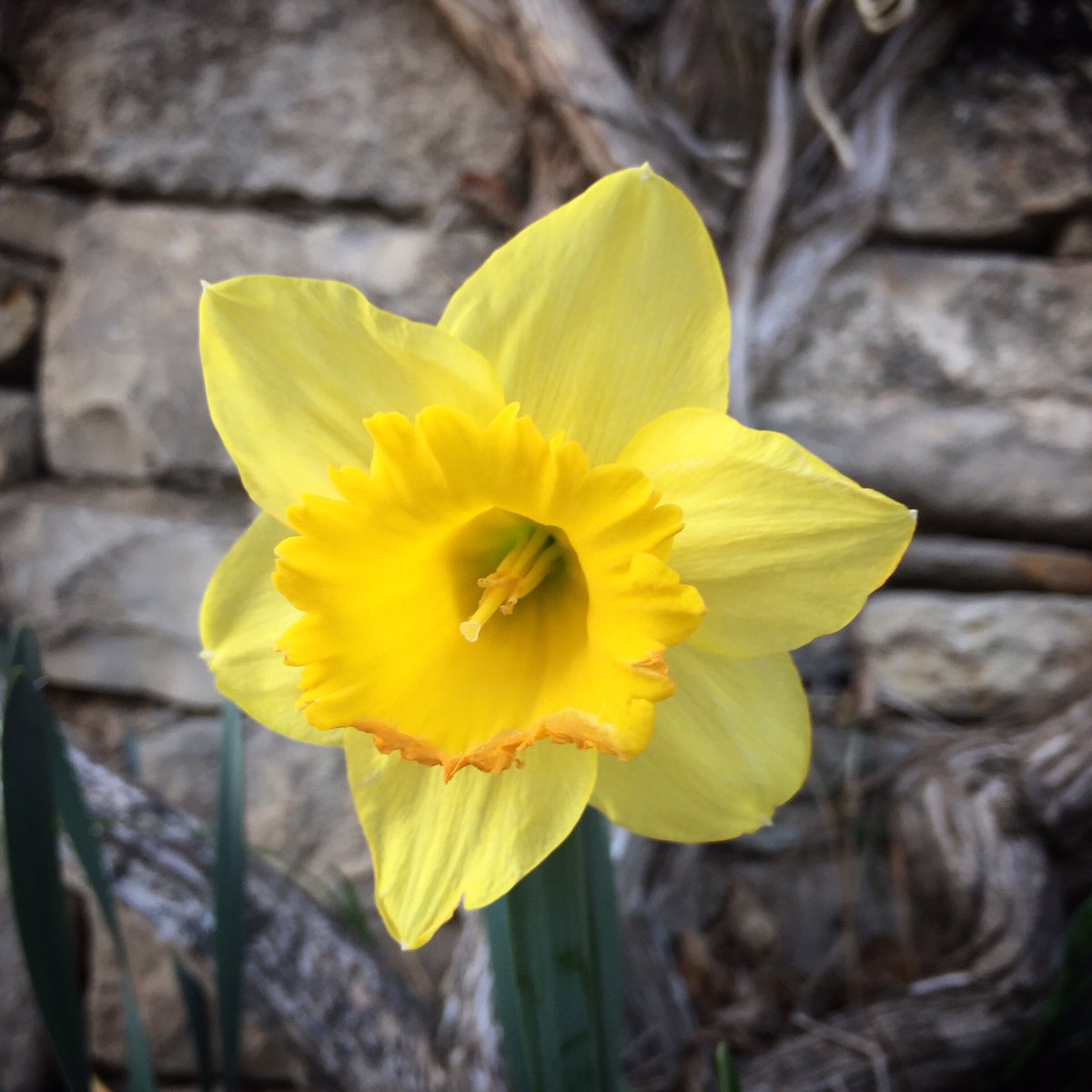 AJTorrefeta's tweet photo. Ens encanten les #floretesdeTiF 🌼💛
#primavera 
#bondia

🎗🎗🎗🎗🎗🎗🎗🎗🎗
#TiF #TorrefetaiFlorejacs #RaconetsdeTiF #TiFMola #mosestimemTiF #petitsplaersdeTiF #commagradaTiF #LaSegarra https://t.co/H4ApIlaXhj