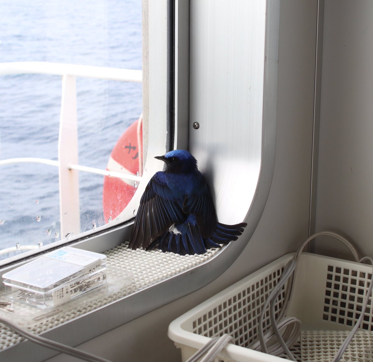 船のブリッジに見たことない青い鳥が休憩しに来たよ めっちゃ綺麗 これなんて鳥 正体判明 珍しい Togetter