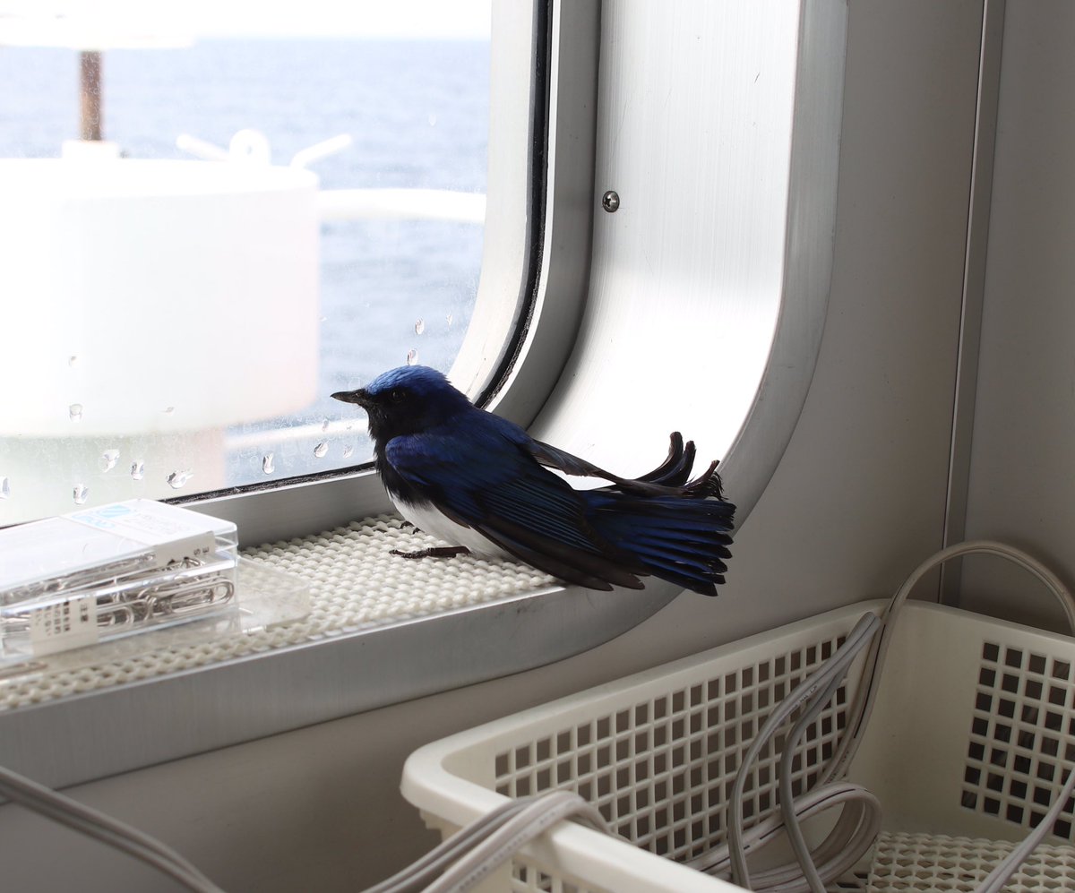 船のブリッジに見たことない青い鳥が休憩しに来たよ めっちゃ綺麗 これなんて鳥 正体判明 珍しい Togetter 船のブリッジに見たことない青い鳥が休憩しに来たよ めっちゃ綺麗 これなんて鳥 正体判明 珍しい Togetter